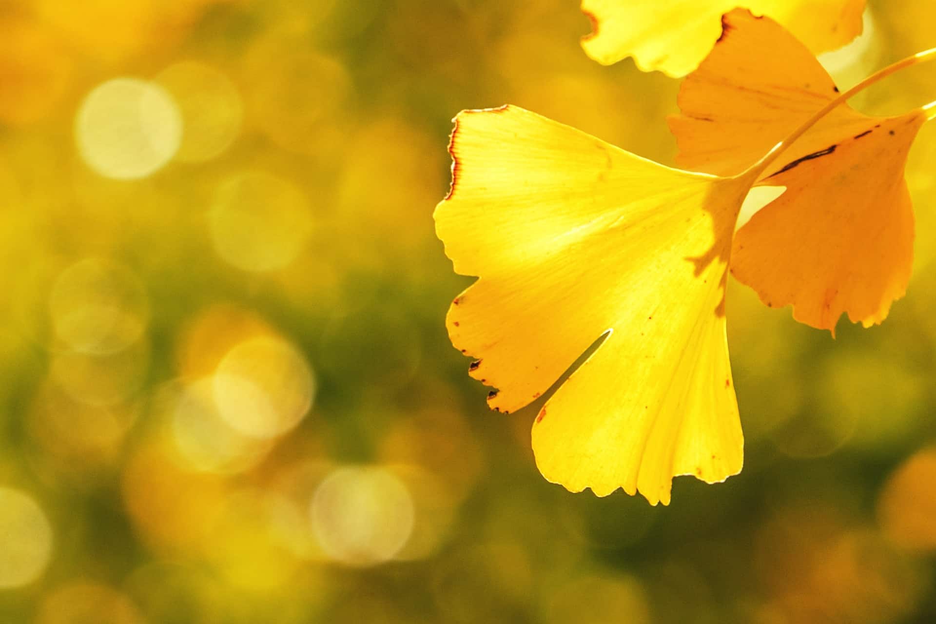 Ginkgo Leaves